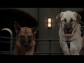 The Cat And The Dog Flew To Sky To Chase After Each Other