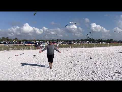 In clear water beach in Florida usa birds flying with me in beach beauties
