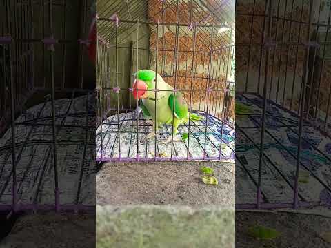 Mithu said...... kn karuchu....odia language bolti hai... odisha ka Parrot hai 💕💕💕💕