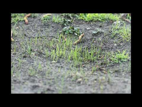 grass growing time-lapse