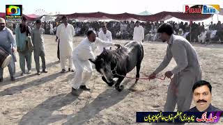 Ata e Hussain ll  Karam  ll Horse Dance ll Darbar 