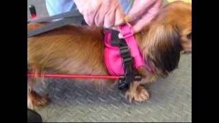 How to attach rabbit straps to your K9 Cart