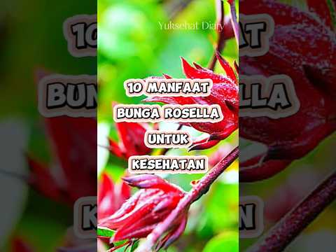 10 Manfaat Bunga Rosella Untuk Kesehatan | Yuksehat Diary #rosella #bungarosella #shorts