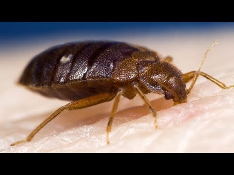 7 Effective Home Remedies For Bed Bugs (GET RID OF THEM FAST!)