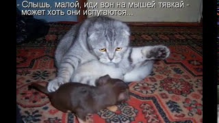 Котоматрица недели. Смешные кошки # Part 1 / Funny cats. Photo. the best