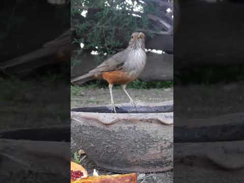Birdday 223 Zorzal Colorado 1501 2025