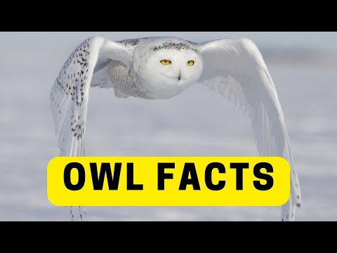 All About Owls for Children. Wild Facts About Owls For Kids 2023