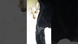 SCHNAUZER Nain au dodo.