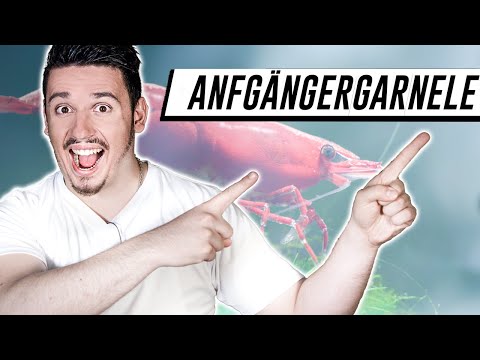 Die BESTE ANFÄNGERGARNELE - Empfehlung für Zwerggarnelen im Aquarium als Neuling und Einsteiger