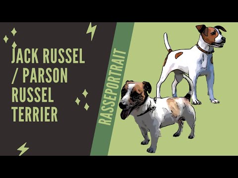 Parson Russel Terrier / Jack Russel Terrier - Video - Rasseportrait