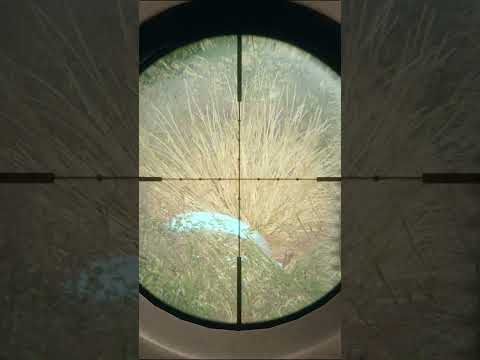 The most DISRESPECTFUL shot I've ever taken... 🍒🔫 | theHunter: Call of the Wild #shorts