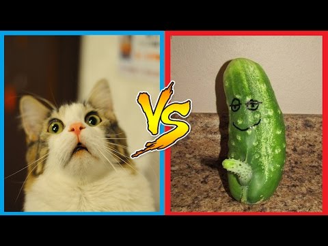 Cats vs Cucumbers | Cats Scared Of Cucumber | Funny Cats Compilation