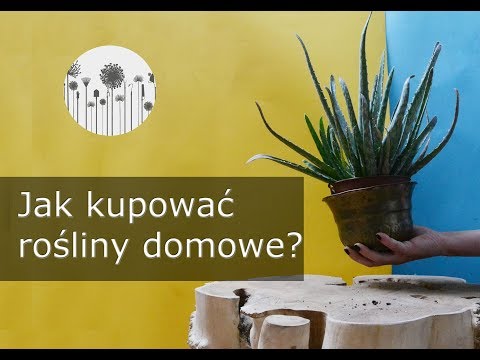 , title : 'Jak kupować, wybierać i dobierać rośliny domowe. 11 wskazówek przed zakupem kwiatów'