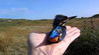 preview picture of video 'IJsvogel VRS Castricum 4 juli 2009 ( Kingfisher - Alcedo atthis)'