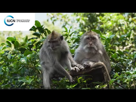 Nickel mining on Sulawesi and its effects on nature | IUCN NL