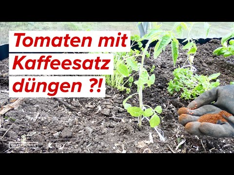Tomaten mit Kaffeesatz düngen ?! Das solltest Du beim Düngen mit Kaffee beachten! 🍅
