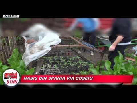 HASIS DIN SPANIA VIA COSEIU