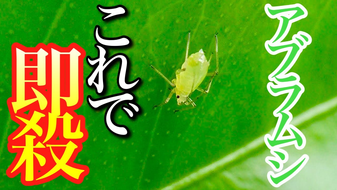 【アブラムシにお悩みの方】家にあるコレで30秒で駆除・対策できます【殺虫剤】