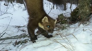 Приманка для ласки в капкан