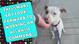 MEET PINK FLOYD AT KC PET PROJECT