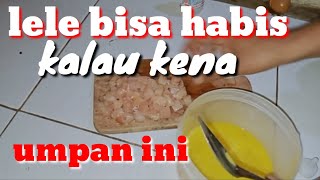 Download lagu THE GACOR IS PROVEN THAT THE DAILY GALATAMA CATFISH BAIT IS DIFFICULT TO EAT. mp3 Download lagu THE GACOR IS PROVEN THAT THE DAILY GALATAMA CATFISH BAIT IS DIFFICULT TO EAT. mp3