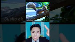 Download lagu I want to cry seeing this squirrel, bro #shorts mp3