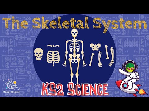 The Skeletal System | KS2 Science | STEM and Beyond