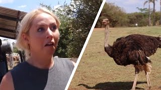 SCARED OF WILD OSTRICHES
