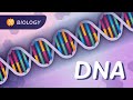 DNA Structure Replication Our Instruction Manual For Existing Crash Course Biology 33