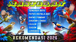 Download lagu DIJAMIN MENTAL JUARA | MASTERAN UNTUK SEMUA JENIS BURUNG KICAU , MURAI BATU, CUCAK HIJAU, KACER mp3