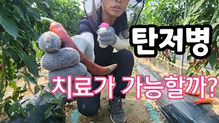 심각한 고추 탄전병 치료중 가능할까! 결과는?