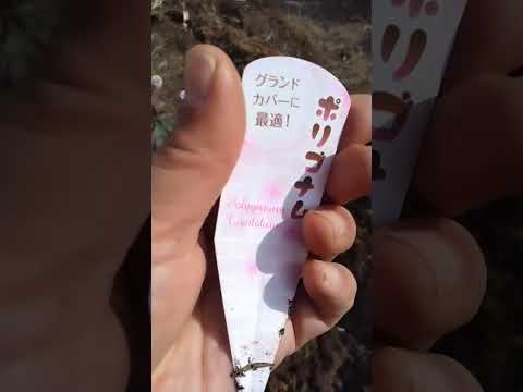 他の植物を守る、長く咲き続けるグランドカバーフラワー9種！  庭園