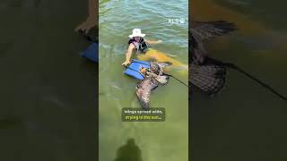 A soaked young osprey cannot fly, so a family floats a life jacket 🦅❤️  #OspreyRescue #Wildlife
