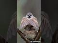 Being Father is Not Easy ! Sparrow protects chicks from rain 🌧️ 🐦 Ai