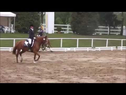 Schleswig-Holstein Schaufenster für Nachwuchs Turnierponys 2015