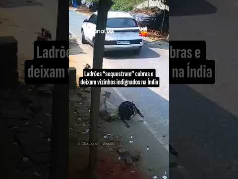 Ladrões “sequestram” cabras e deixam vizinhos indignados na Índia