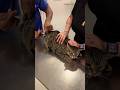 Grumpy Cat Gets Vaccinated Shorts Cat Vet