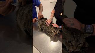 Download lagu Grumpy cat gets vaccinated 😾 #shorts #cat #vet mp3 Download lagu Grumpy cat gets vaccinated 😾 #shorts #cat #vet mp3
