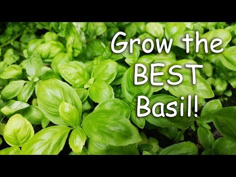 How To Grow Rosemary From Cuttings Two Ways BOTH Easy