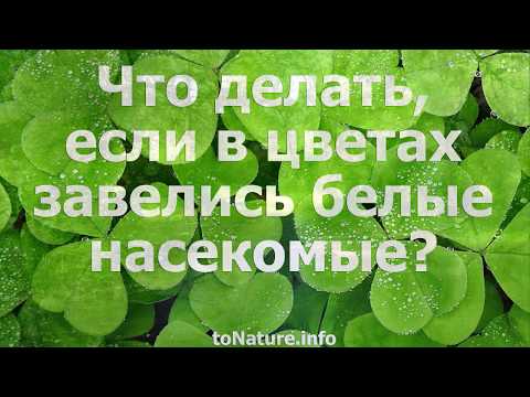 Что делать, если в цветах завелись белые насекомые?