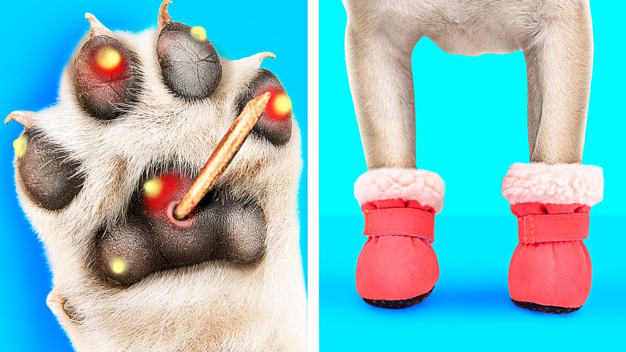 Najlepsze Gadżety dla Właściciela Zwierząt Domowych / Gadżety dla Psów i Kotów