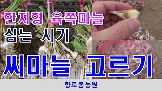 한지형육쪽마늘 파종시기 및 마늘씨앗 고르는 방법