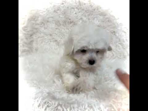 Videos from ABCPUPPY