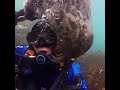 Friendly Seal Gives Diver A Surprise Smooch On The Cheek
