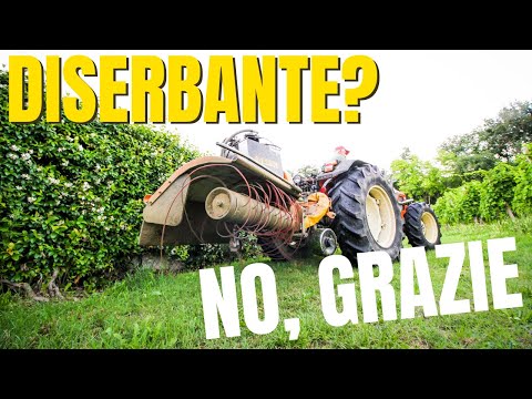 ECOSPRINT BERTI SHOVEL REMOVER IN ACTION ON THE FIELD | Inter-row hydraulic weeder