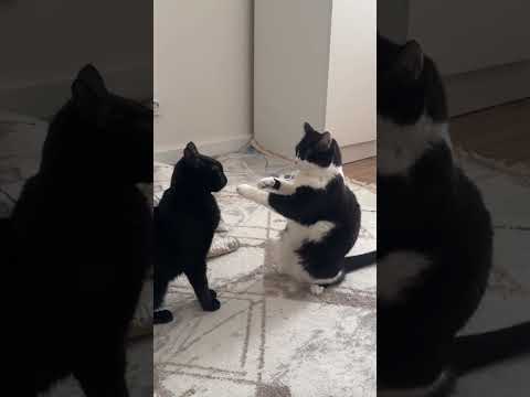 When cats fight,  in slow motion #cats #cat #catfight #fight #slowmotion #comedy #funny #lol #animal