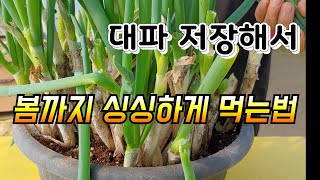 저장한 대파 싱싱하게 오래 먹는법  대파 저장법 대파 재배법