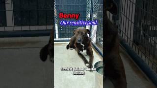 Video preview image #1 Mutt Puppy For Sale in Rowlett, TX, USA