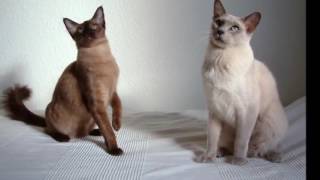 Tonkinese cat History, Personality, Health, Care