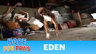 Hope For Paws: Pit Bull rescue like you have never seen before! (Eden)